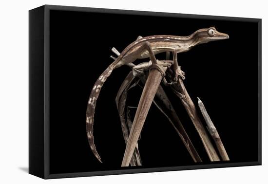 Lined Leaf-Tailed Gecko (Uroplatus Lineatus) Showing Darker Nocturnal Colouration-Alex Hyde-Framed Stretched Canvas