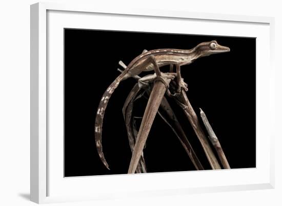 Lined Leaf-Tailed Gecko (Uroplatus Lineatus) Showing Darker Nocturnal Colouration-Alex Hyde-Framed Photographic Print