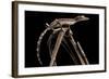 Lined Leaf-Tailed Gecko (Uroplatus Lineatus) Showing Darker Nocturnal Colouration-Alex Hyde-Framed Photographic Print