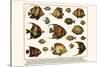 Lined Surgeon Fish, Whitecheek Surgeonfish, Brown Surgeonfish, Convict Surgeonfish, etc.-Albertus Seba-Stretched Canvas