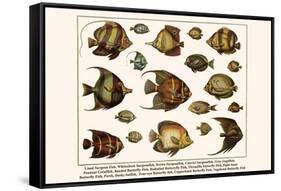 Lined Surgeon Fish, Whitecheek Surgeonfish, Brown Surgeonfish, Convict Surgeonfish, etc.-Albertus Seba-Framed Stretched Canvas