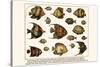 Lined Surgeon Fish, Whitecheek Surgeonfish, Brown Surgeonfish, Convict Surgeonfish, etc.-Albertus Seba-Stretched Canvas