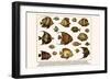 Lined Surgeon Fish, Whitecheek Surgeonfish, Brown Surgeonfish, Convict Surgeonfish, etc.-Albertus Seba-Framed Art Print