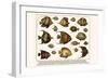 Lined Surgeon Fish, Whitecheek Surgeonfish, Brown Surgeonfish, Convict Surgeonfish, etc.-Albertus Seba-Framed Art Print