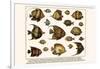 Lined Surgeon Fish, Whitecheek Surgeonfish, Brown Surgeonfish, Convict Surgeonfish, etc.-Albertus Seba-Framed Art Print