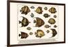 Lined Surgeon Fish, Whitecheek Surgeonfish, Brown Surgeonfish, Convict Surgeonfish, etc.-Albertus Seba-Framed Art Print