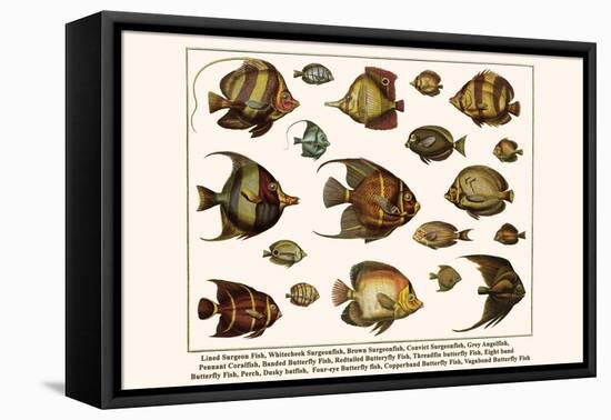 Lined Surgeon Fish, Whitecheek Surgeonfish, Brown Surgeonfish, Convict Surgeonfish, etc.-Albertus Seba-Framed Stretched Canvas