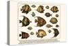 Lined Surgeon Fish, Whitecheek Surgeonfish, Brown Surgeonfish, Convict Surgeonfish, etc.-Albertus Seba-Stretched Canvas