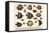 Lined Surgeon Fish, Whitecheek Surgeonfish, Brown Surgeonfish, Convict Surgeonfish, etc.-Albertus Seba-Framed Stretched Canvas