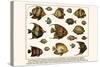 Lined Surgeon Fish, Whitecheek Surgeonfish, Brown Surgeonfish, Convict Surgeonfish, etc.-Albertus Seba-Stretched Canvas
