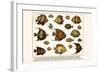 Lined Surgeon Fish, Whitecheek Surgeonfish, Brown Surgeonfish, Convict Surgeonfish, etc.-Albertus Seba-Framed Art Print
