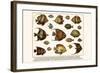 Lined Surgeon Fish, Whitecheek Surgeonfish, Brown Surgeonfish, Convict Surgeonfish, etc.-Albertus Seba-Framed Art Print