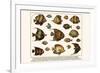 Lined Surgeon Fish, Whitecheek Surgeonfish, Brown Surgeonfish, Convict Surgeonfish, etc.-Albertus Seba-Framed Art Print