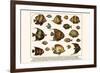 Lined Surgeon Fish, Whitecheek Surgeonfish, Brown Surgeonfish, Convict Surgeonfish, etc.-Albertus Seba-Framed Art Print