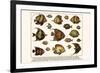 Lined Surgeon Fish, Whitecheek Surgeonfish, Brown Surgeonfish, Convict Surgeonfish, etc.-Albertus Seba-Framed Art Print