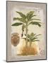Linen Bannana Palm Tree-Chad Barrett-Mounted Art Print