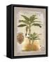 Linen Bannana Palm Tree-Chad Barrett-Framed Stretched Canvas