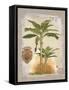 Linen Bannana Palm Tree-Chad Barrett-Framed Stretched Canvas