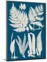 Linen & Blue Ferns I-Vision Studio-Mounted Art Print