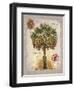 Linen Cabbage Palm Tree-Chad Barrett-Framed Art Print