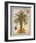 Linen Date Palm Tree-Chad Barrett-Framed Art Print