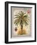 Linen Date Palm Tree-Chad Barrett-Framed Art Print