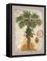 Linen Fan Palm Tree-Chad Barrett-Framed Stretched Canvas