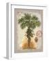 Linen Fan Palm Tree-Chad Barrett-Framed Art Print