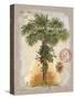 Linen Fan Palm Tree-Chad Barrett-Stretched Canvas