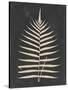 Linen Fern III-Vision Studio-Stretched Canvas
