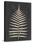 Linen Fern III-Vision Studio-Stretched Canvas