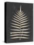 Linen Fern III-Vision Studio-Stretched Canvas