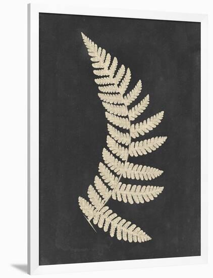 Linen Fern IV-Vision Studio-Framed Art Print