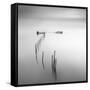 Lines 4-Moises Levy-Framed Stretched Canvas