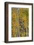 Lines Of Grace-Bill Sherrell-Framed Photographic Print