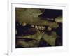 Lines of Skulls in Cave, Indonesia-Michael Brown-Framed Photographic Print