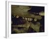 Lines of Skulls in Cave, Indonesia-Michael Brown-Framed Photographic Print