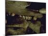 Lines of Skulls in Cave, Indonesia-Michael Brown-Mounted Photographic Print