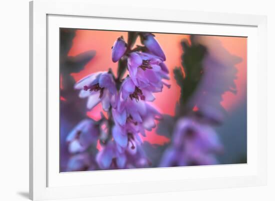 Ling Heather with sun setting behind, UK-Alex Hyde-Framed Photographic Print