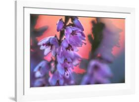 Ling Heather with sun setting behind, UK-Alex Hyde-Framed Photographic Print