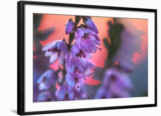 Ling Heather with sun setting behind, UK-Alex Hyde-Framed Photographic Print