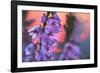 Ling Heather with sun setting behind, UK-Alex Hyde-Framed Photographic Print