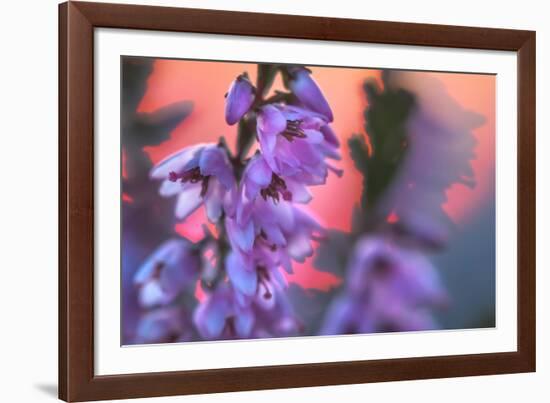 Ling Heather with sun setting behind, UK-Alex Hyde-Framed Photographic Print