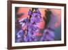 Ling Heather with sun setting behind, UK-Alex Hyde-Framed Photographic Print