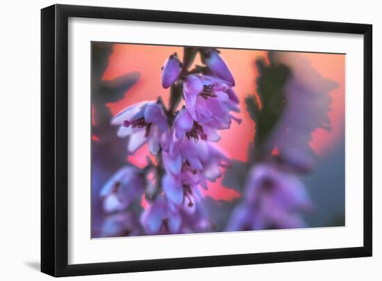 Ling Heather with sun setting behind, UK-Alex Hyde-Framed Photographic Print