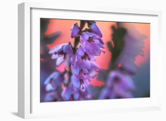 Ling Heather with sun setting behind, UK-Alex Hyde-Framed Photographic Print