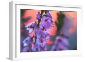 Ling Heather with sun setting behind, UK-Alex Hyde-Framed Photographic Print