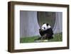 Ling Ling Enjoying a Carrot at the Zoo-Leighton Mark-Framed Photographic Print