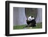 Ling Ling Enjoying a Carrot at the Zoo-Leighton Mark-Framed Photographic Print