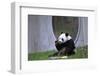 Ling Ling Enjoying a Carrot at the Zoo-Leighton Mark-Framed Photographic Print